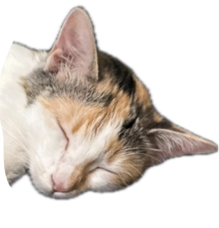 Anya, sleeping, sole gatekeeper of the inbox.